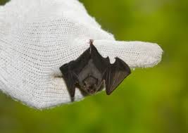 10 Smallest Animals in the world