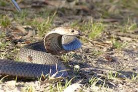 Top 10 Deadliest Snakes in the World