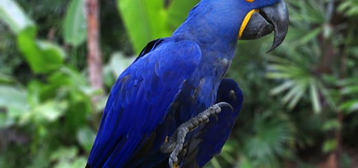 Top 10 Most Expensive Birds