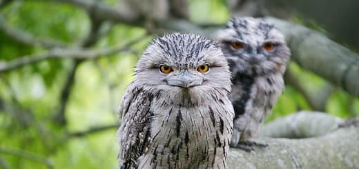 Top 10 Weird Looking Birds