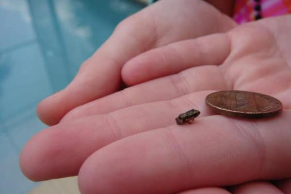 10 Smallest Animals in the world