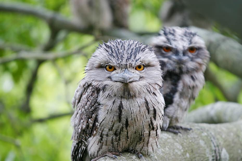 Top 10 Weird Looking Birds